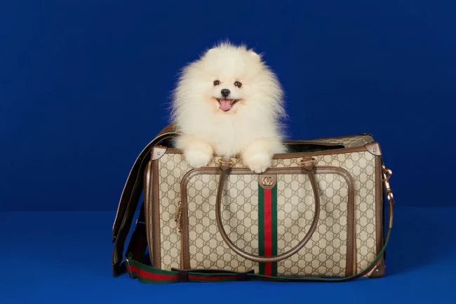 China’s Pet Market